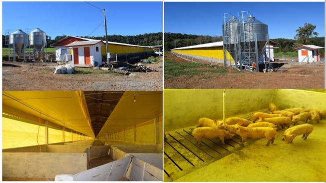 Produtor aloja seu primeiro lote de suínos no município